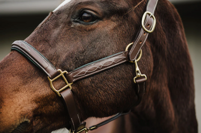 The Belmont Collection: Anatomical Halter - Two Hearts Equine Boutique